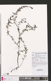 Image result for Buchnera chimanimaniensis