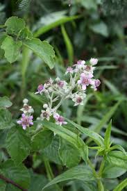 Image result for Rubus rigidus