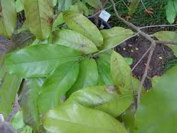 Image result for Uvariodendron