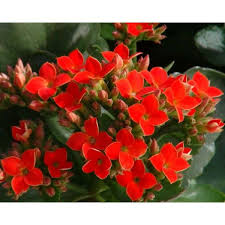 Kalanchoe Blossfeldiana Kalanchoe Plant With Free Shipping Kalanchoe Blossfeldiana Plants Plant Nursery