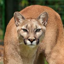 You can't hide from this ultimate predator quiz! Cougar Quiz 10 Trivia Questions And Answers Free Online Printable Quiz Without Registration Download Pdf Multiple Choice Questions Mcq