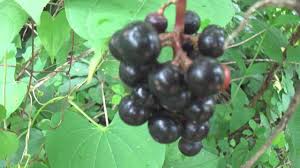 Image result for Ampelocissus obtusata