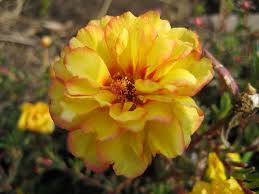 Pin On Garden Stuff