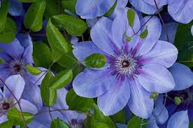 Ломонос горный (clematis montana) — рубенс (rubens), грандифлора (grandiflora); Clematissorten Schone Winterharte Sorten Plantura