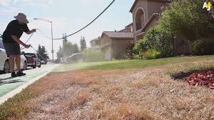 Cimler Neden Sararir Neden Kurur Tekrar Nasil Yesillendirilir Dekorblog