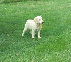 Working with legacy english goldens has been a delightful experience. 5 Month Old English Golden Retriever Female Puppy For Sale In Patmos Ohio Classified Americanlisted Com