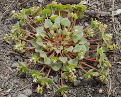 Image result for Montiaceae