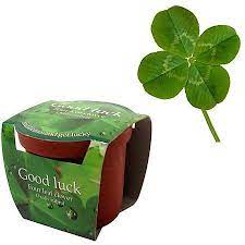 Four Leaf Clover Planting Kit Clover Leaf Four Leaf Clover Clover Plant