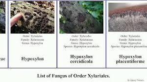 Image result for Hypoxylon multiforme