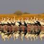 White Stork Population in Germany Hits Record 15,000 Breeding Pairs Following Migratory Adaptations