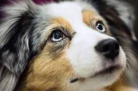 The mini americans shepherds are at the royal canin show in orlando i would like to wish the best to handlers for alta kennel. Mini Australian Shepherds Have Gotten Very Very Popular Vox