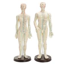 Human Body Acupuncture Medical Model Male Female Meridians Model Chart Book Base 48 50cm