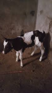 بقره صغيره ف حظيرة دميره cow dragon ball dragon