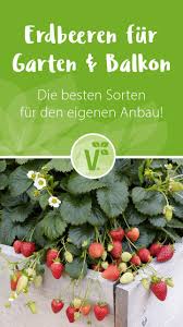 Entdecke Volmary Erdbeerpflanzen Erdbeerpflanzen Erdbeeren Erdbeeren Garten