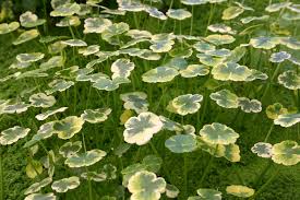 Image result for Hydrocotyle ranunculoides