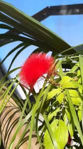 Image result for Calliandra haematocephala
