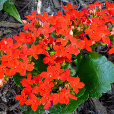We know 4 properties and 103 residents on clematis ln, houston tx 77035. Pictures Of Flowering Plants That Grow Well In My Houston Garden In October Dengarden