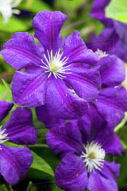 Sunflower fields, washington state, and came up with some links that may. Na Usa Washingtonstate Seattle Backyard Flowers Purple Clematis In Full Bloom Stock Photo Dissolve