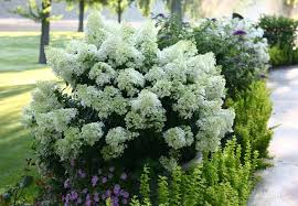 We did not find results for: May Plant Of The Month Pahl S Market Apple Valley Mn