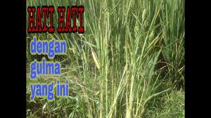 Petani tradisional menggunakan daun yang dilumatkan kemudian ditutupkan pada luka kecil sebagai styptik untukmenghentikan pendarahan mirip dengan tridax procumbens, achyranthesaspera, dan blumea iacera. Gulma Tanaman Padi Yg Membandel By Dunia Pertanian