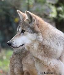Black And Grey Wolf Pokemon Mexican Gray Wolf Mexican Wolf Mexican Gray Wolf Wolf Pictures