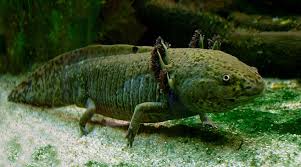 Axolotl Wikipedia