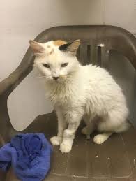 Adopt Petunia On Cat Adoption Cute Cats Adoption