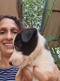 Hello I need help I am Fostering 1 stray which was pregnant it got 9  puppies am looking for a forever home for them.I shall sterilise the mom  and adopt her.I can't