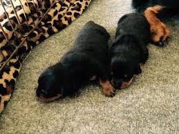 © 2014 by colorado puppy rescue. Outstanding Quality Rottweiler Puppies Imported Parents For Sale In Aurora Colorado Classified Americanlisted Com