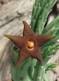Image result for Heteropyxidaceae