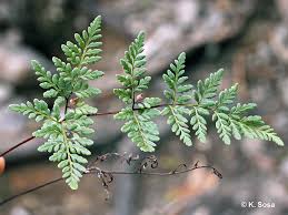 Image result for Cheilanthes perlanata