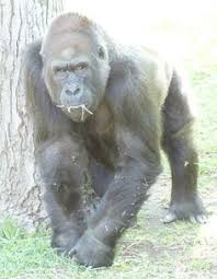 Der umzug des 180 kilogramm schweren und 31 jahren alten tiers vom zoo berlin. Gorilla Passion Project Gorillapassionp Profile Pinterest