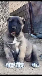 Kangal Yavrusu Kangal Kopegi Kopek Turleri Kedi Kopek