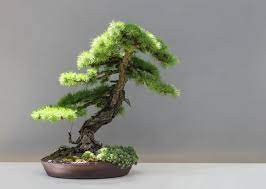 Basic guidelines when caring and growing bonsai. How To Take Care Of A Bonsai Tree Dengarden