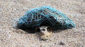 Ghost fishing nets are killing thousands of marine animals each. Growing Pain How Plastic Ends Up Inside Marine Animals Cgtn