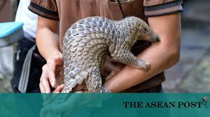 Pangolin scales are made of keratin, the same material that makes up fingernails, hair, and horn. Asean S Pangolin Disaster The Asean Post