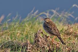 Nesting in the far north and on mountaintops, american pipits can be found throughout the continent during migration or winter. Richard S Pipit Anthus Richardi Birdingplaces Eu