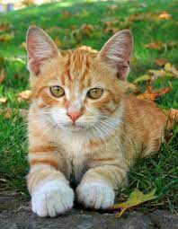amo sem fim orange tabby cats tabby cat pictures tabby cat