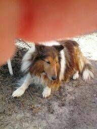 There are 5,250 listings for tallahassee craigslist, from $200 with average price of $22,043. Craigslist Sheltie Puppies Online Shopping
