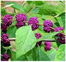 The tubers are harvested in the spring time and are found in disturbed sites and flatwoods throughout florida. Edible Plants Of Central Florida Titusville Florida