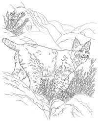 And you can freely use images for your personal blog! Desert Animals Coloring Pages Bobcat Animal Coloring Pages Desert Animals Coloring Farm Animal Coloring Pages