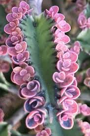 Latin plant names can sound bewildering and pretentious but they won't lead you up the garden path like some flowery english alternatives, says alan. 135 Best Latin Names For Days Ideas In 2021 Planting Flowers Plants Garden Plants