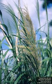 Image result for Nesaea rautanenii