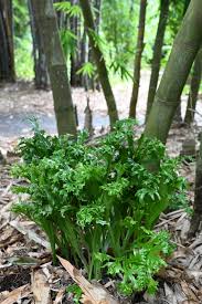 Image result for Microsorum punctatum