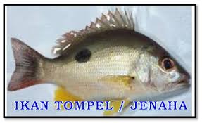 Panen ikan kakap putih musim ikan kakap putih mancing bareng kapten barramundi suramadu. Tips Memancing Ikan Jenaha Tanda Tanda Ikan Kakap Tompel Primadona Pemancing Dermaga Aliems Journey