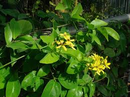 Image result for Tristellateia