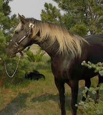 Making for a great mountain climate work horse, the abaco barb is an intelligent breed that has a nice, calm temper. List Of Greek Horse Breeds Native Breed Org