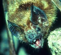 Why Some Bats Live So Long Biocompare The Buyer S Guide For Life Scientists