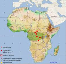 Image result for Raphia gentiliana