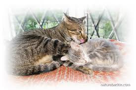 Image result for tbn:XlKqJDikDsTDFM::i132.photobucket.com/albums/q36/queen-elarab/cats/22.jpg